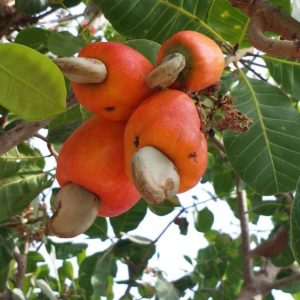 Engrais foliaire biologique YIRIFLA 1 litre – Anacarde