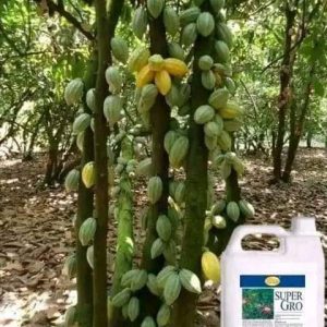 Engrais foliaire 100% Bio SUPER GRO 5 litres – Cacao