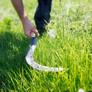 Faucille à broussailles coudée en acier forgé et trempé 5.0 cm manche bois – Agriculture, bricolage, jardinage