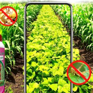 Insecticide K-OPTIMAL 35 EC 1 litre – Coton, cultures maraichères