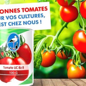 Semence de TOMATE UC 82B 100 gr Solevo