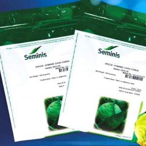 Semence de CHOU HYBRIDE CABUS OLYXUS 10 gr