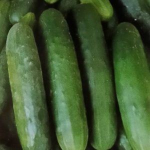 Semence de CONCOMBRE POINSETT 100 gr