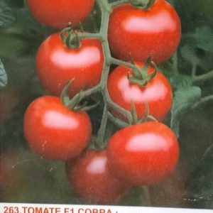 Semence de TOMATE COBRA 50 gr