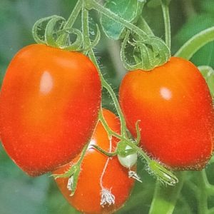 Semence de TOMATE UC 82B 100gr Solevo