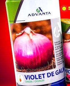 Semence d&rsquo;OIGNON VIOLET DE GALMI 500 gr