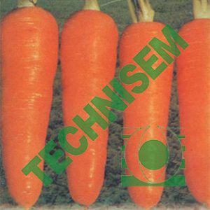 Semence de CAROTTE NEW KURODA 5 gr