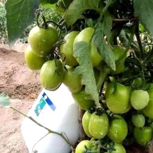 Engrais foliaire 100% Bio SUPER GRO 5 litres – Tomate