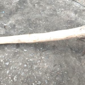 Binette pour semis – Cultures maraichères, potagers