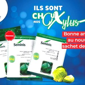 Semence de CHOU HYBRIDE CABUS OXYLUS 100 gr