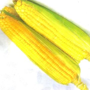 Semence de MAIS JAUNE DE FERKE 1 kg