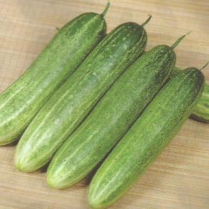 Semence de CONCOMBRE POINSETT 100 gr GSN