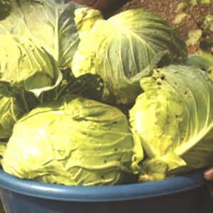 Engrais foliaire 100% Bio BIODEPOSIT ELIXIR 12ml – Chou