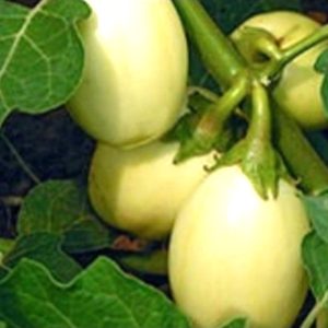 Semence hybride d&rsquo;AUBERGINE OEUF F1 50 gr