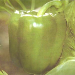 Semence de POIVRON YOLO WONDER+ 100 gr