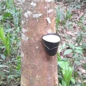 Kit complet de saignée du latex pour grand plant d’hévéa