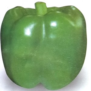 Semence de POIVRON YOLO WONDER 100 gr