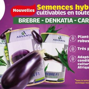 Semence de GOMBO CARIBOU F1 100 gr