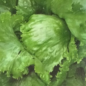 Semence de LAITUE MACAO 100 gr