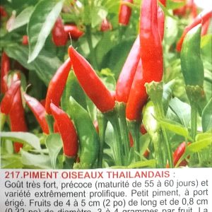 Semence de PIMENT THAILANDAIS (PIMENT OISEAUX) 50 gr