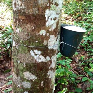 Kit complet de saignée du latex pour grand plant d&rsquo;hévéa