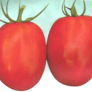 Semence hybride de TOMATE F1 COBRA 34 50 gr