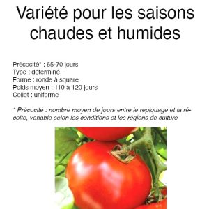 Semence hybride de TOMATE F1 COBRA 34 50 gr