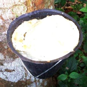 Kit complet de saignée du latex 1,5 kg (1.500 CC) – Hévéa