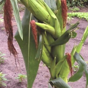 Engrais foliaire 100% Bio BIODEPOSIT ELIXIR 12 ml – Maïs