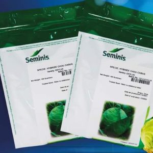Semence de CHOU HYBRIDE CABUS OXYLUS 100 gr