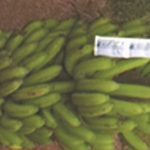 Engrais foliaire 100% Bio BIODEPOSIT ELIXIR 12 ml – Bananier