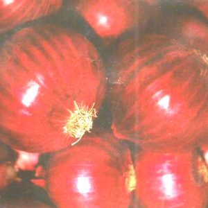 Semence d&rsquo;OIGNON VIOLET DE GALMI 500 gr