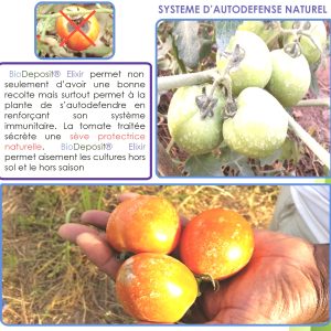 Engrais foliaire 100% Bio BIODEPOSIT ELIXIR 12 ml – Tomate