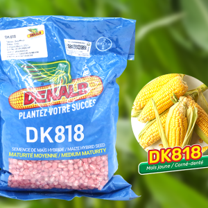 Semence hybride de maïs jaune DK818 CORNE/DENTE 2 kg