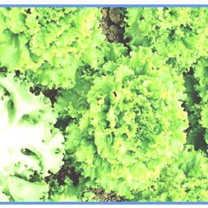 Engrais foliaire 100% Bio BIODEPOSIT ELIXIR 12 ml – Laitue