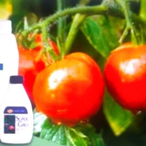 Engrais foliaire et racinaire 100% Bio SUPER GRO 5 litres – Tomate