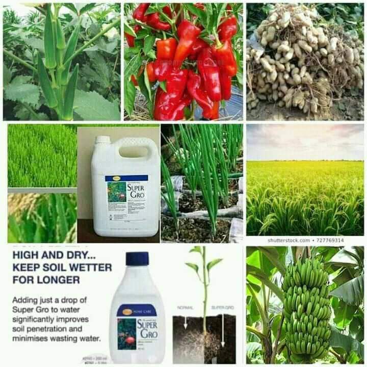 Engrais foliaire et racinaire 100% Bio SUPER GRO 5 litres – Cultures vivrières