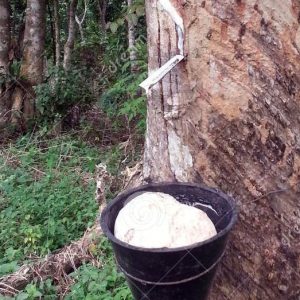 Engrais foliaire organique 100% Bio YIRIFLA 1 litre – Hévéa