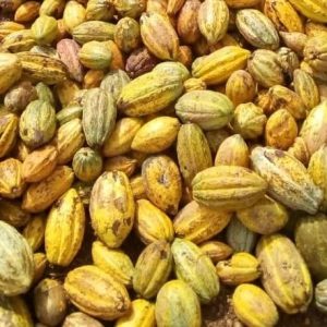 Insecticide liquide CABOS PLUS 50 SC 1 litre – Cacao