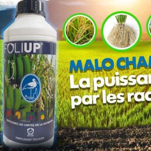 Fertilisant foliaire FOLIUP 1 litre – Riz, banane