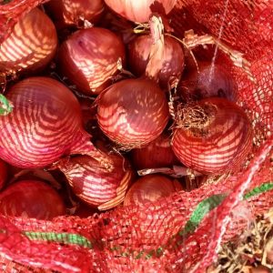 OIGNON Marocain 25 kg