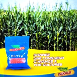 Semence de MAIS HYBRIDE DK777 1 kg