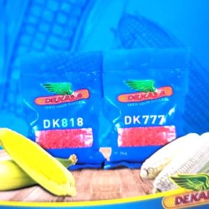 Semence de maïs jaune CORNE DENTE DK818 2 kg