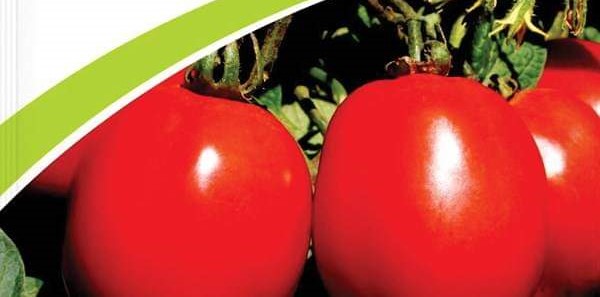 Semence de TOMATE UC-82-B 50 gr