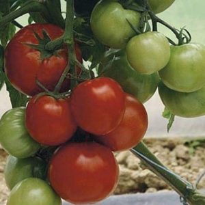 Semence de TOMATE UC-82-B 50 gr