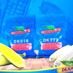 Semence de maïs jaune CORNE DENTE DK818 2 kg