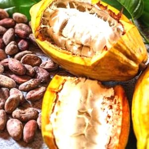 Insecticide liquide 100% Bio BIOELIT 1 litre – Type Cacao