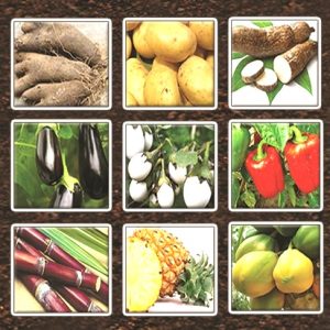 Engrais foliaire et racinaire 100% Bio BIODEPOSIT ELIXIR 12 ml – Cultures vivrières