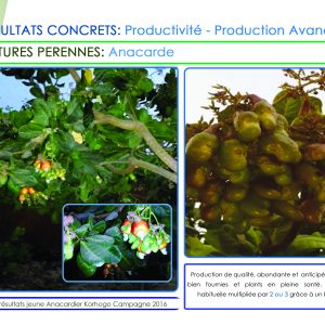 Engrais foliaire et racinaire 100% Bio BIODEPOSIT ELIXIR 12 ml – Anacarde