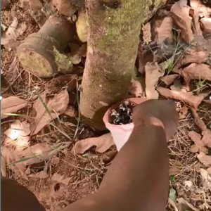 Engrais foliaire et racinaire 100% Bio BIODEPOSIT ELIXIR 12 ml – Cacao